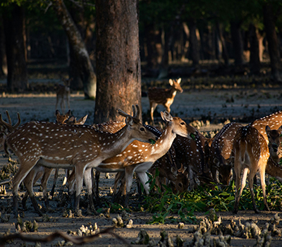 Wild Beauty of Sundarbans