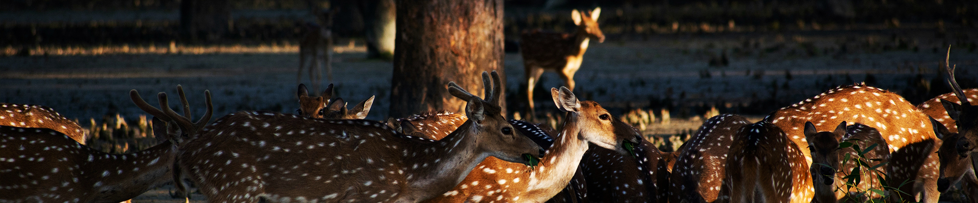 Wild Beauty of Sundarbans